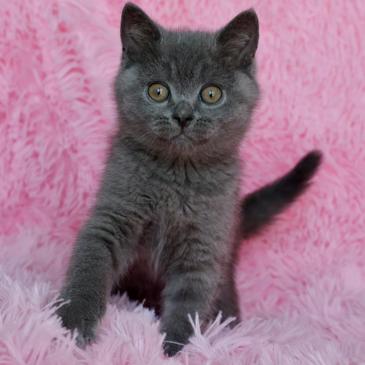 Xavi British Shorthair male, blue