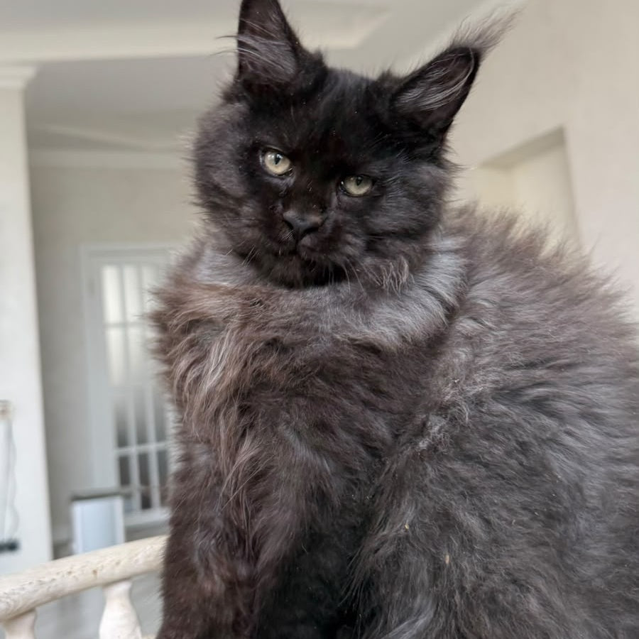 Tibet Maine Coon male, black silver