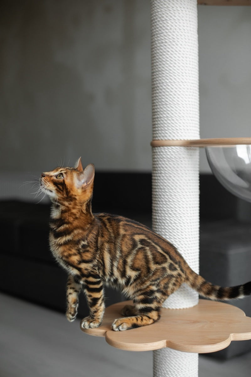 Jaime Bengal male black spotted tabby - live animals