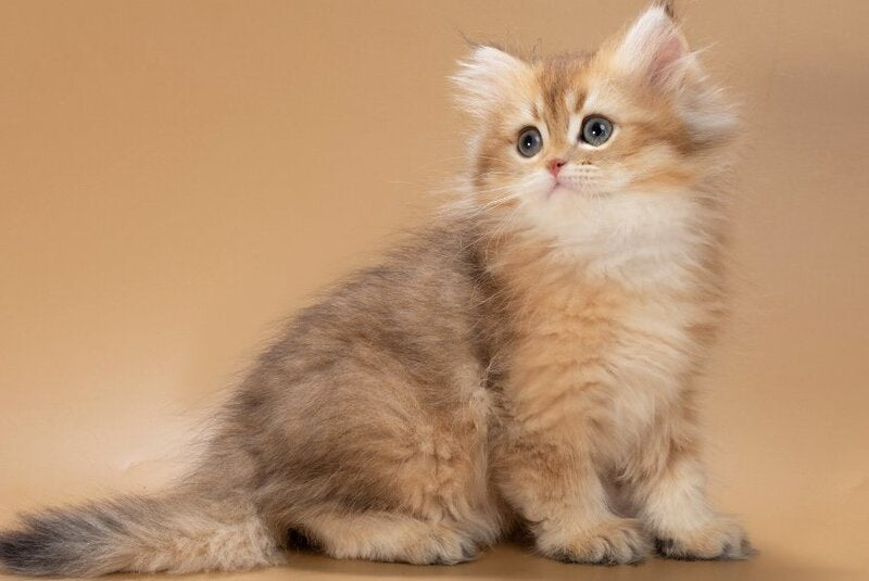 Emerald British Longhair male, black golden shaded