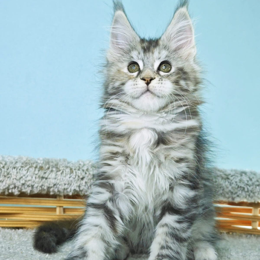 Hanna Maine Coon female, black tortie silver tabby