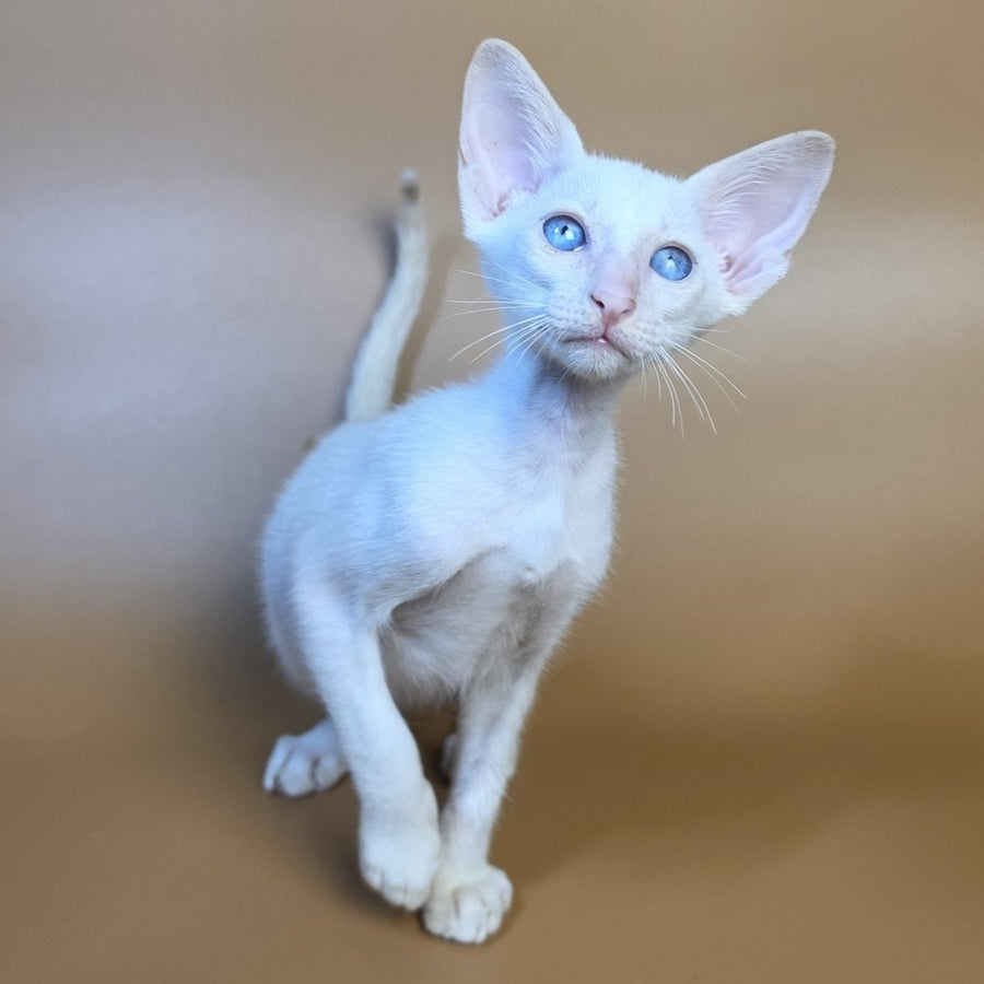 Draco Siamese male, red