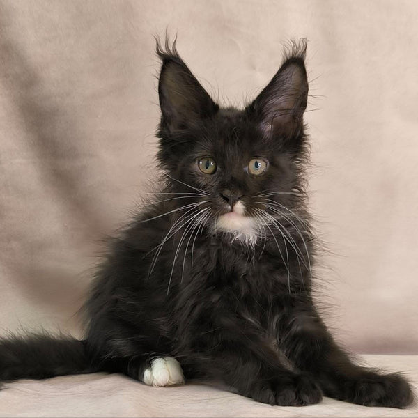 Nandi Maine Coon male, black with white