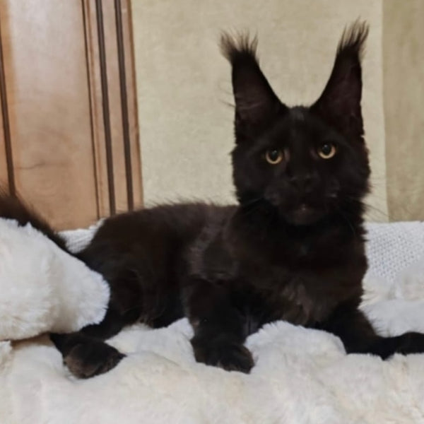 Krasotka Maine Coon female, black