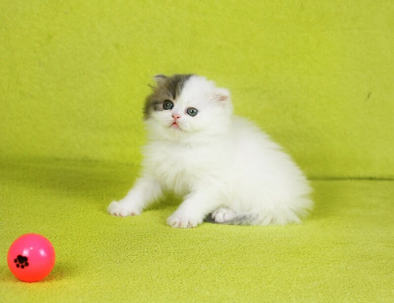 Fantasia Scottish Straight female, blue tabby van