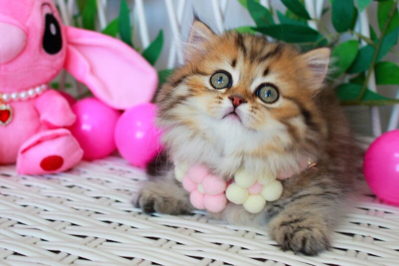 Fiona Munchkin female, chocolate golden spotted tabby