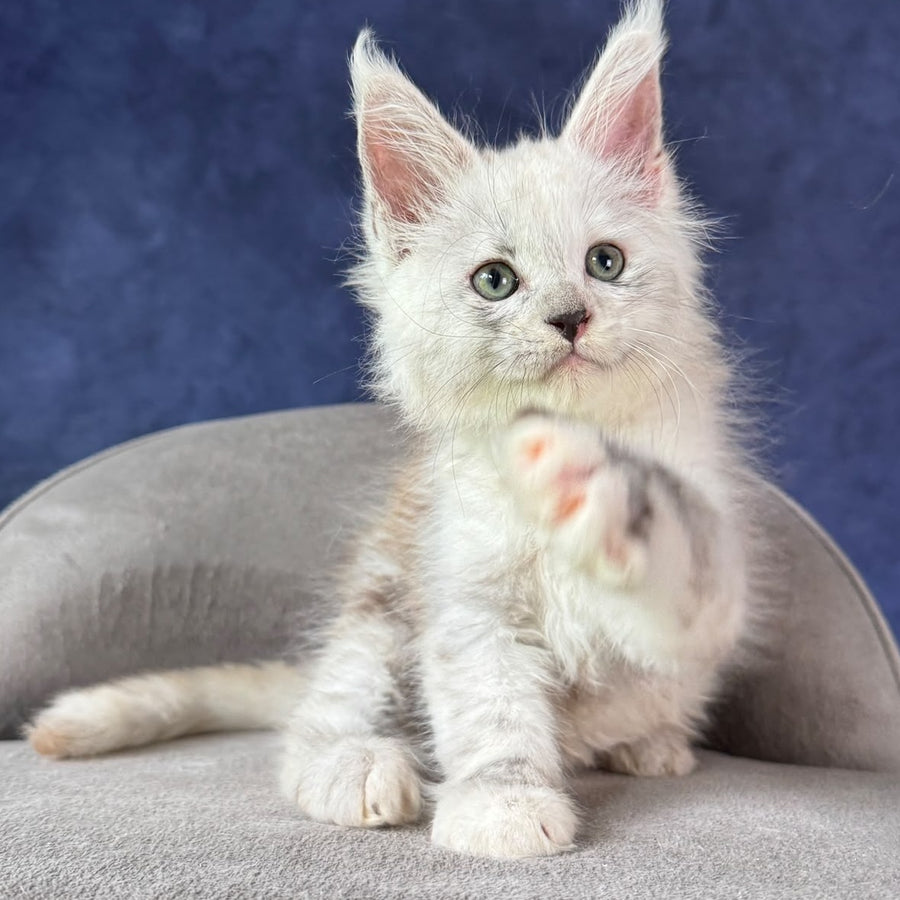 Tahiti Maine Coon female, black tortie silver spotted tabby