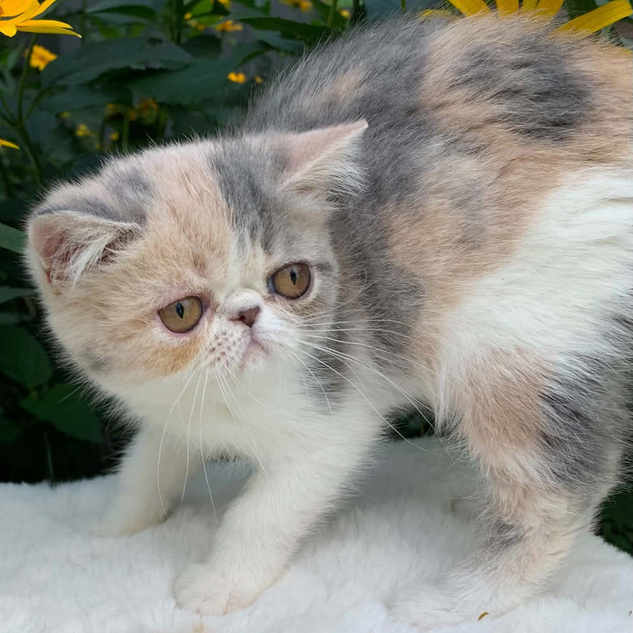 Milashka Exotic female, blue tortie tabby bicolour