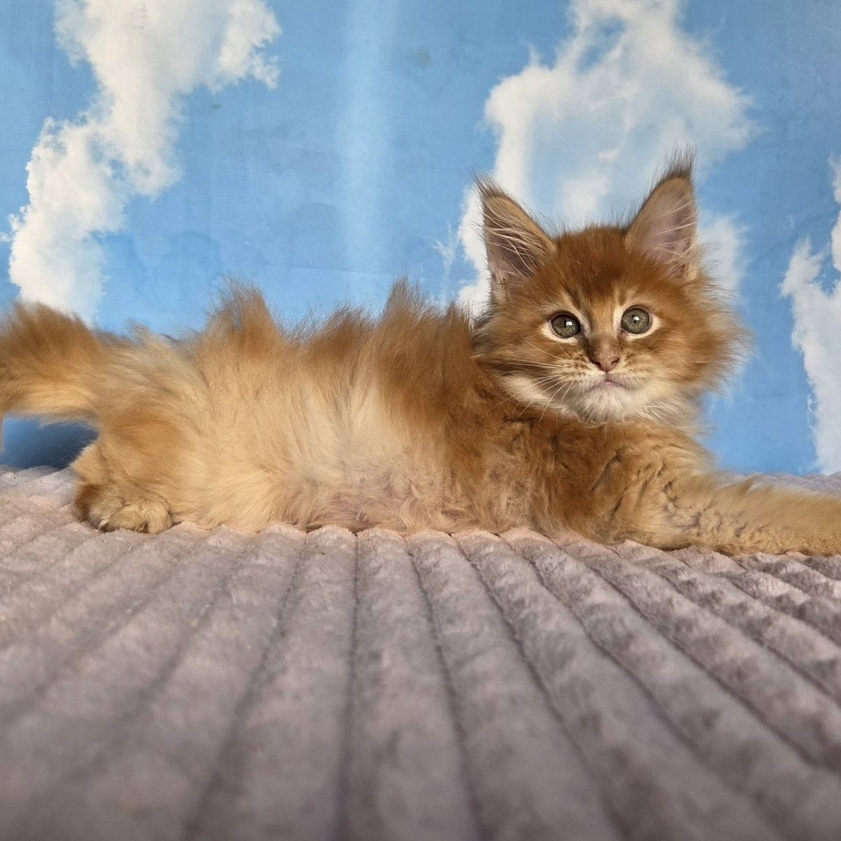 Wonder Maine Coon male, red ticked tabby