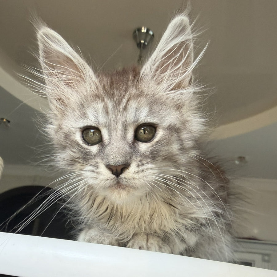 Diodora Maine Coon female, black silver tabby