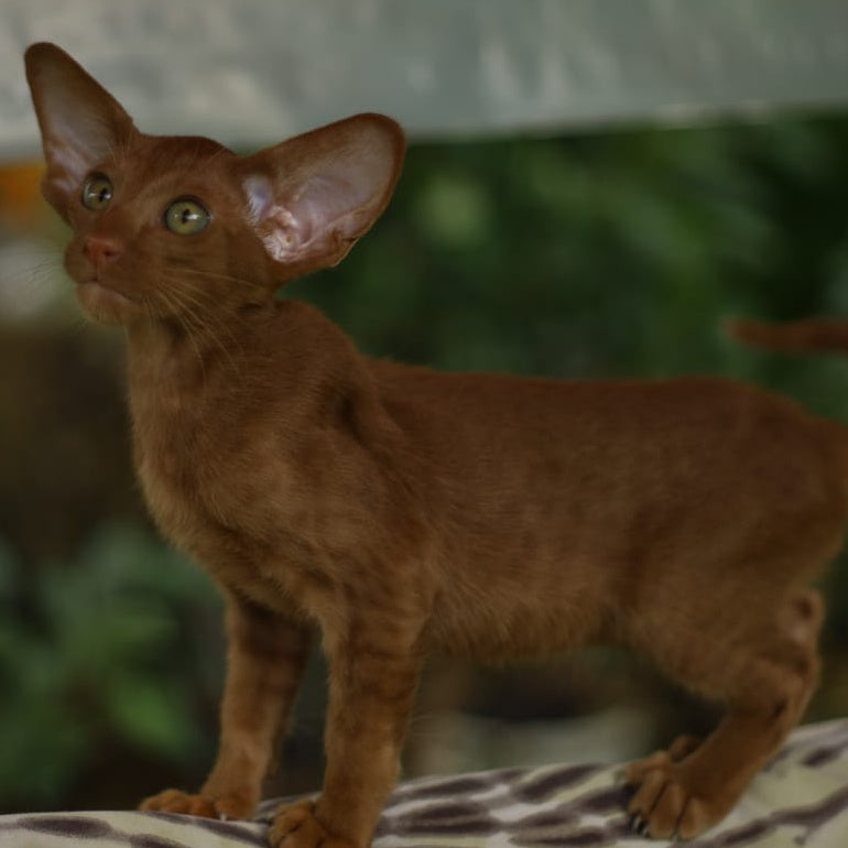 Opium Oriental Shorthair male, cinnamon