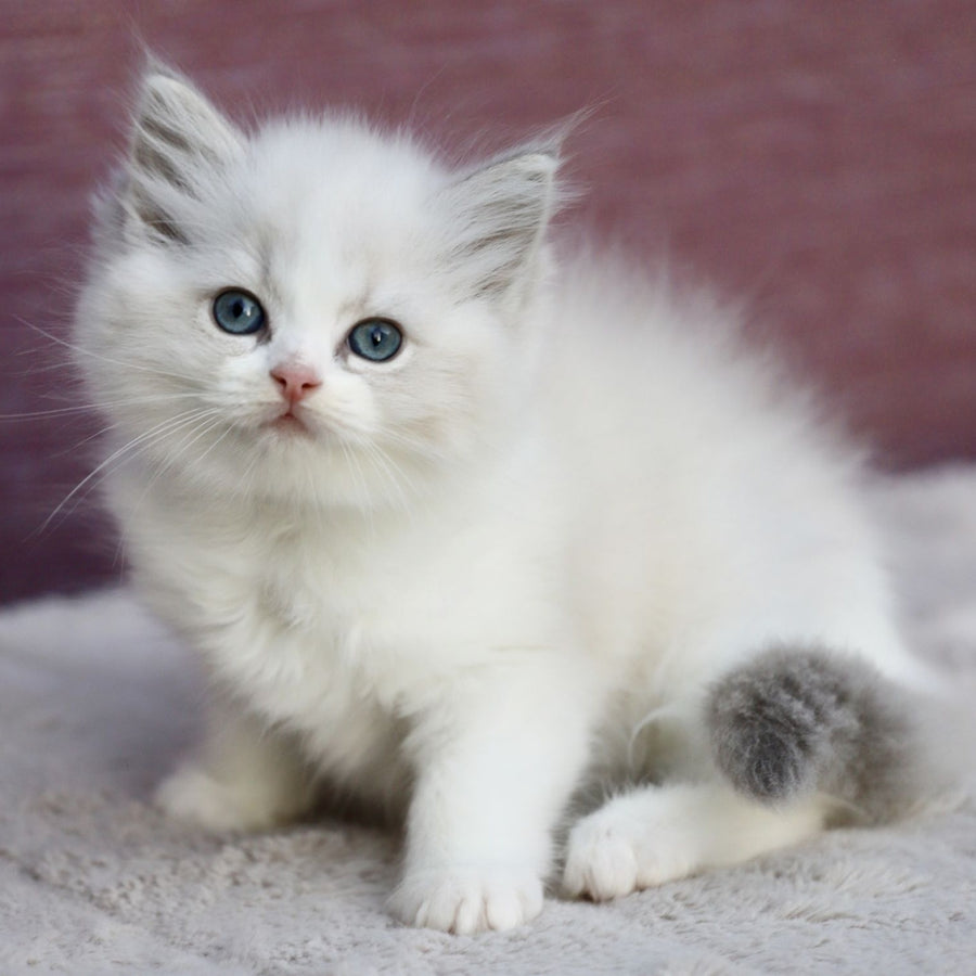 Lumi Ragdoll female, blue bicolour tabby