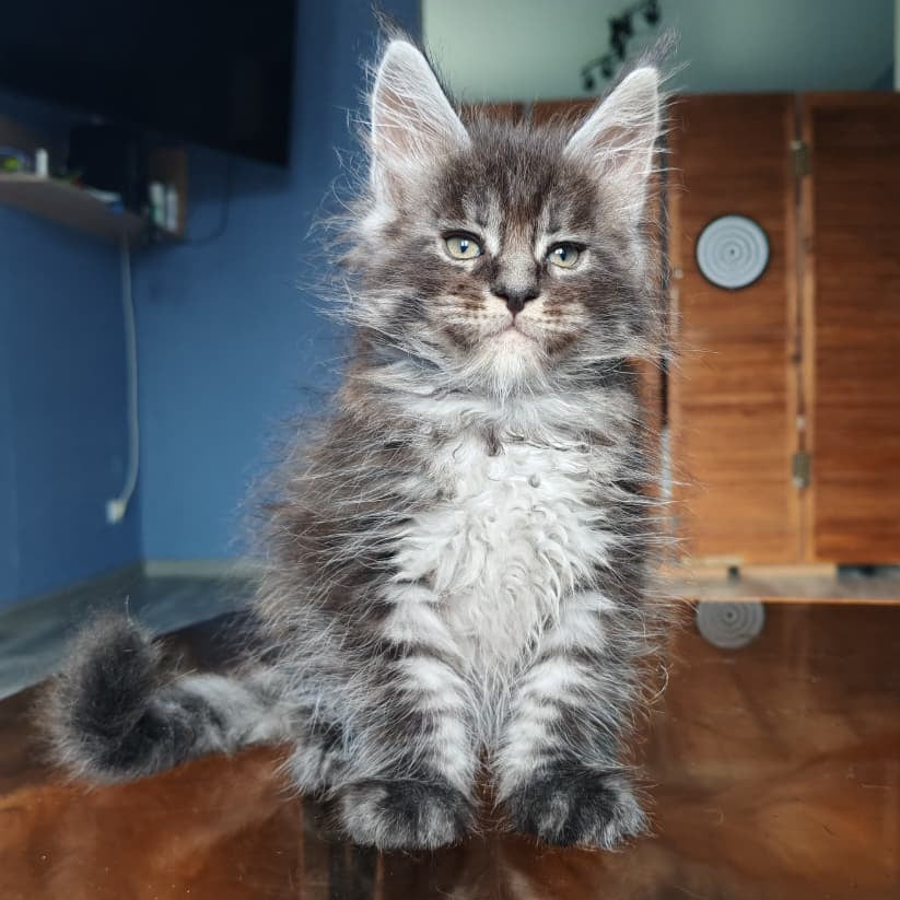 Ricardo Maine Coon male, black silver tabby