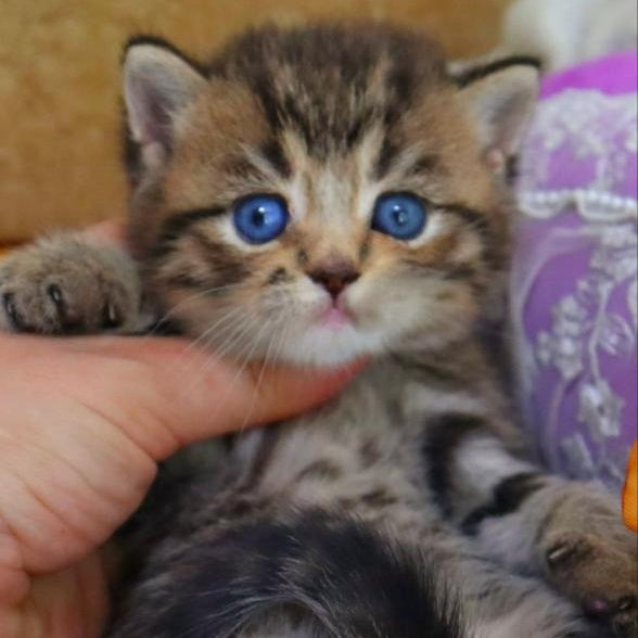 Naum British Shorthair male, black ticked tabby