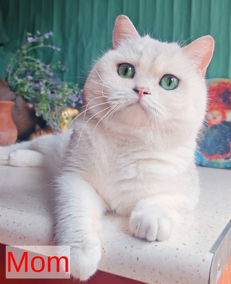 Anastasia British Shorthair female, black golden spotted tabby