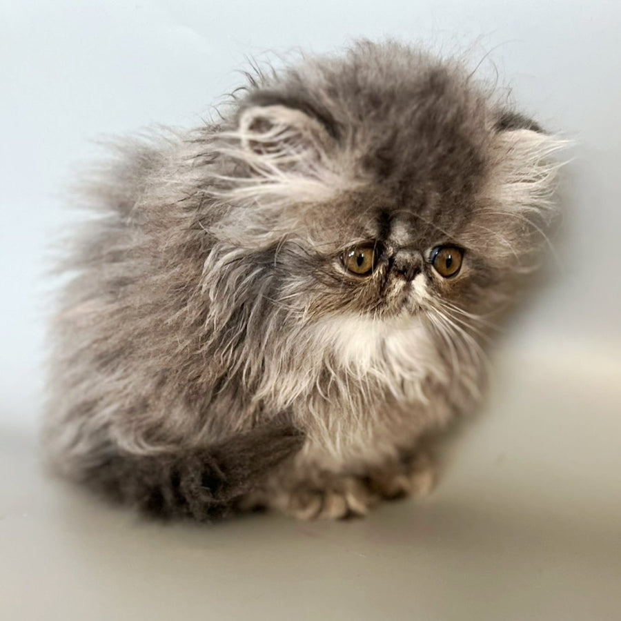 Balloo Persian male, blue silver spotted tabby