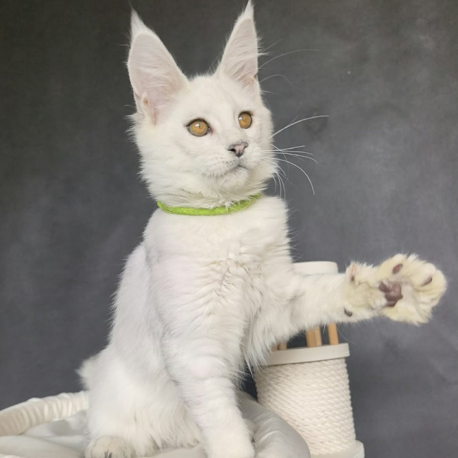 Wilma Maine Coon female, black silver chinchilla