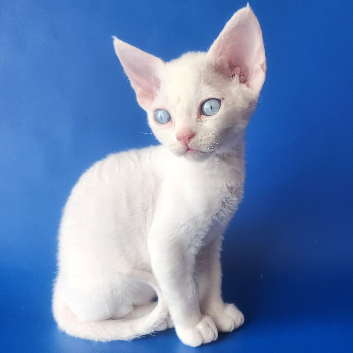Marina Devon Rex female, white