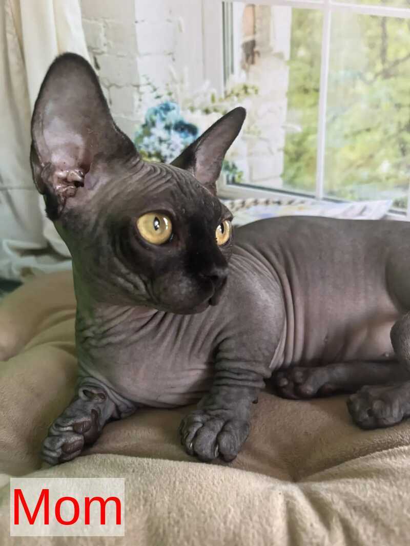 Barni Bambino male blue bicolour - live animals