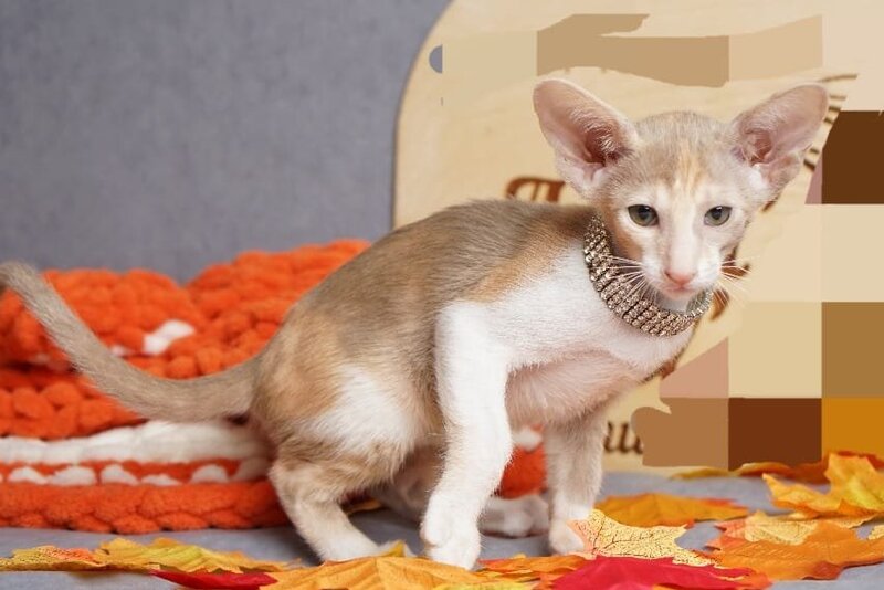 Fuksi Oriental Shorthair female, fawn bicolour
