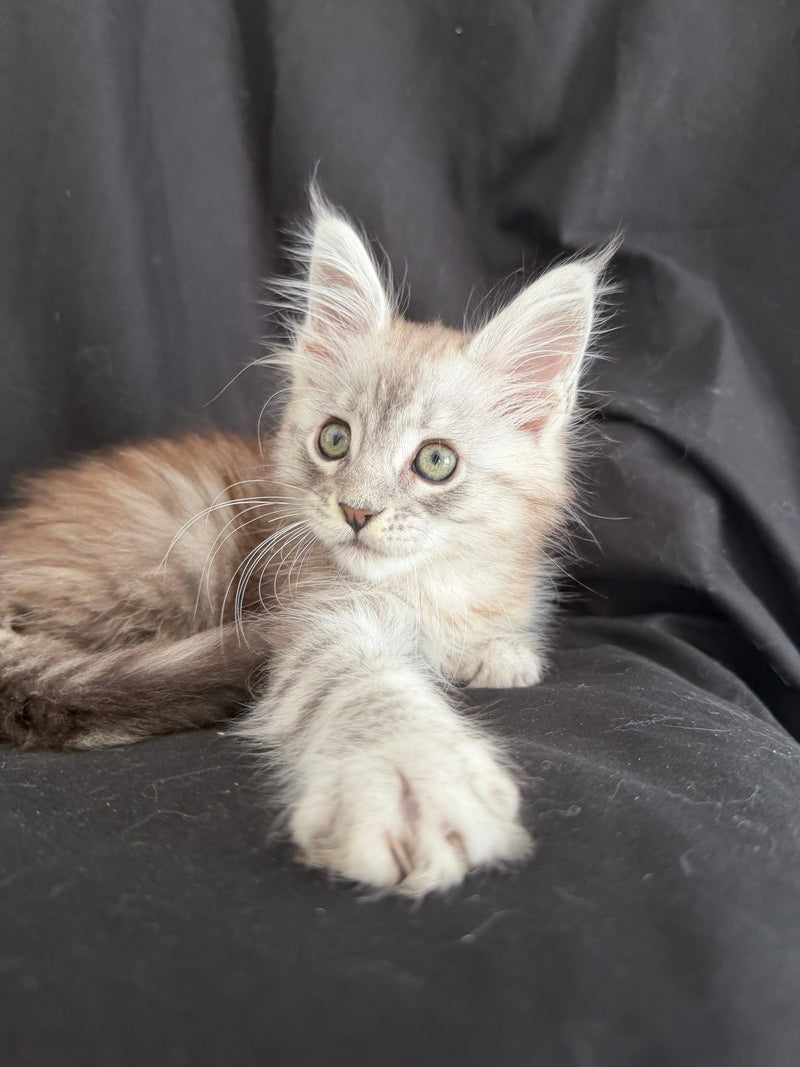 Yanius Maine Coon male black silver tabby - live animals
