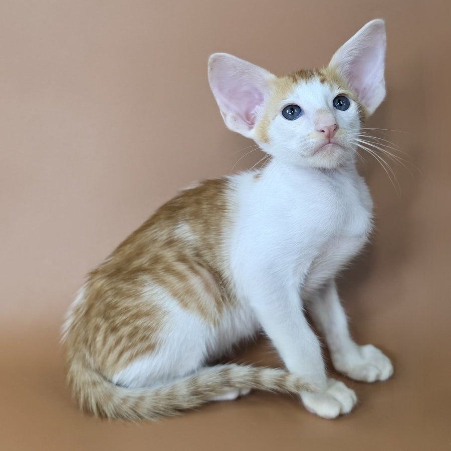 Kronos Oriental Shorthair male, red bicolour spotted tabby