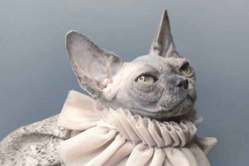 Davinci Vida Canadian Sphynx female, black