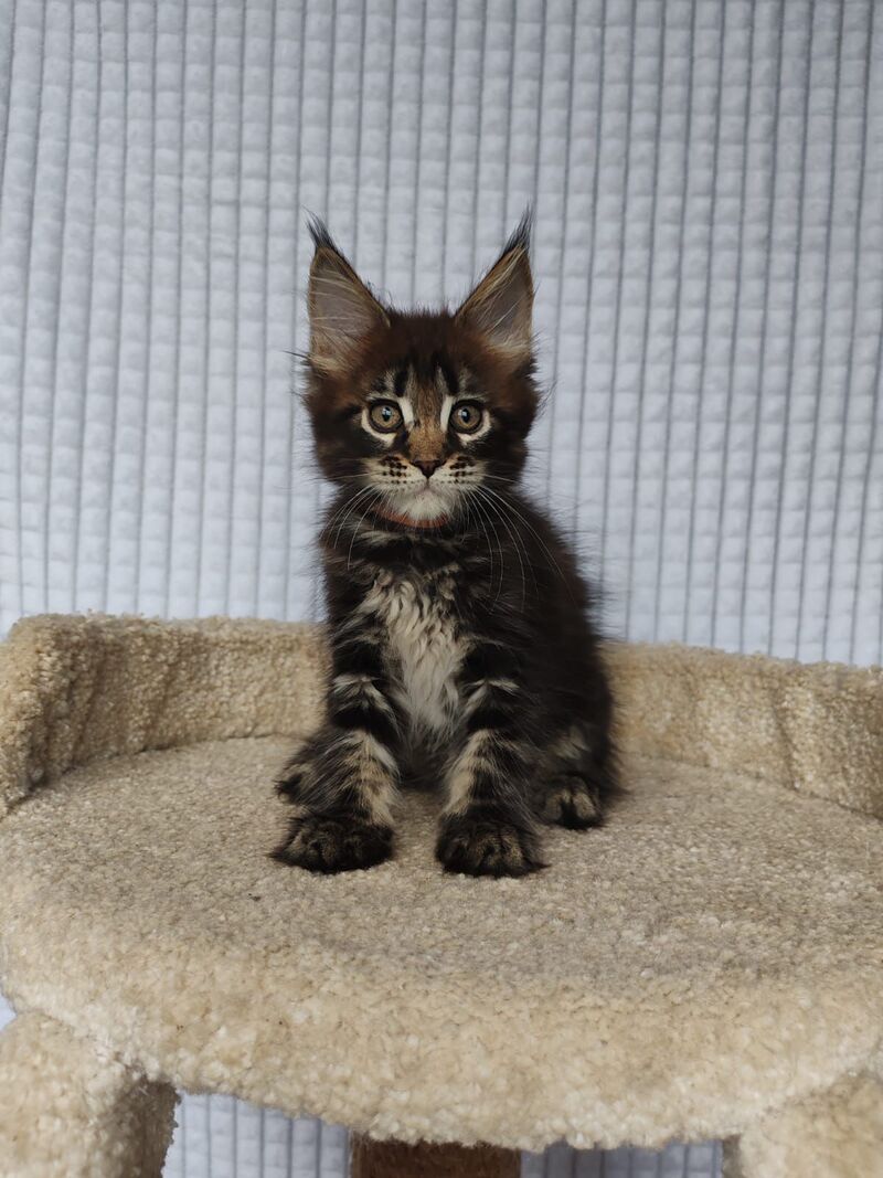 Martin Maine Coon male, black tabby