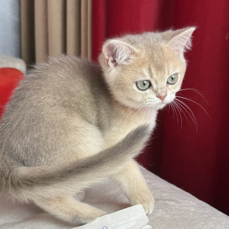 Elpako Scottish Straight male, blue golden shaded