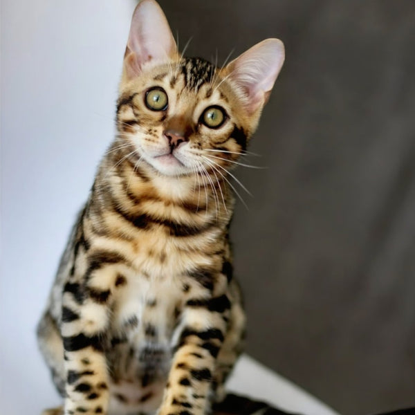 Robby Bengal male, black spotted tabby
