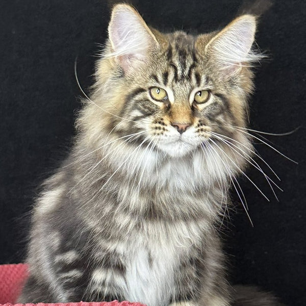 Caesar Maine Coon male, black tabby