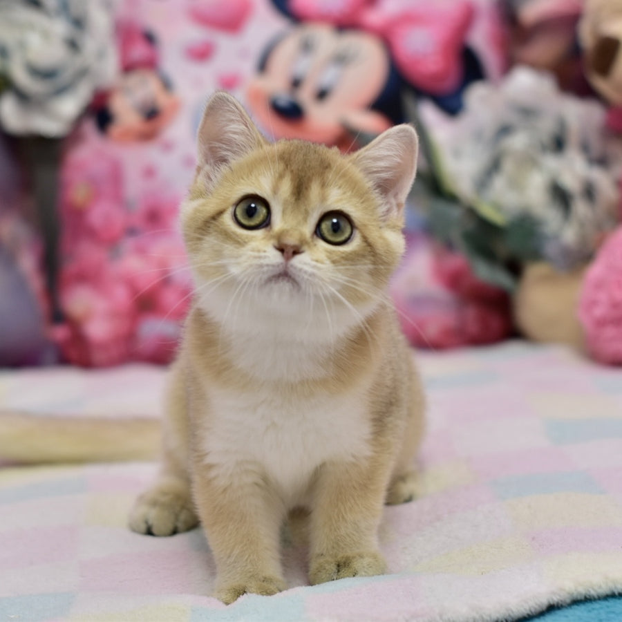 Crystal British Shorthair female, black golden shaded