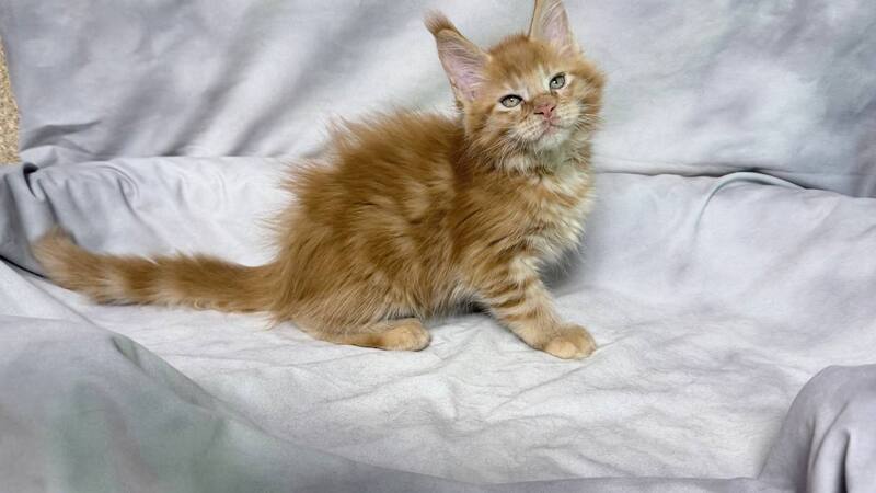 Hermes Maine Coon male, red