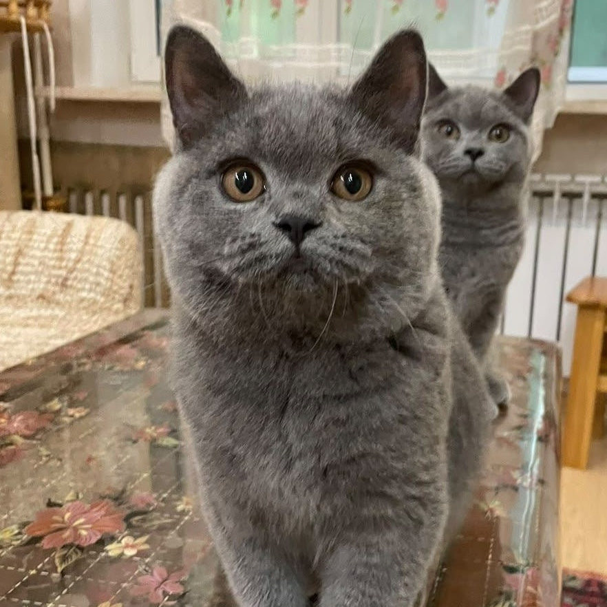 Olli British Shorthair female, blue