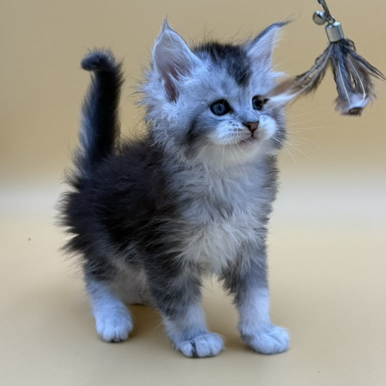 Hofi Maine Coon male, black silver ticked tabby