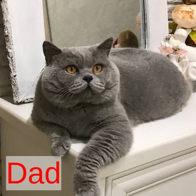 Alic British Shorthair male, blue