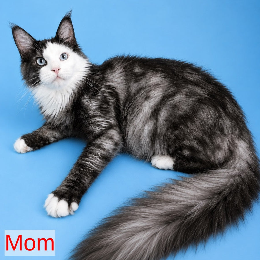 Kira’s Maine Coon polydactyl 6x6x6x6 male, black spotted tabby bicolour