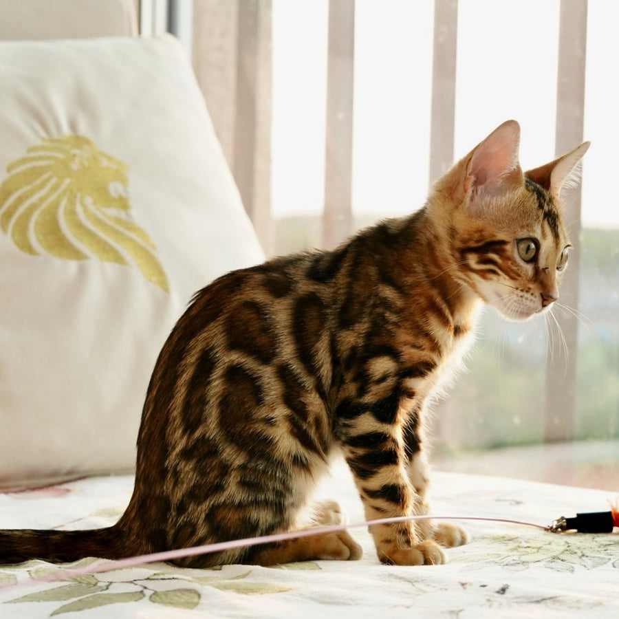 Chanel Bengal female, black spotted tabby