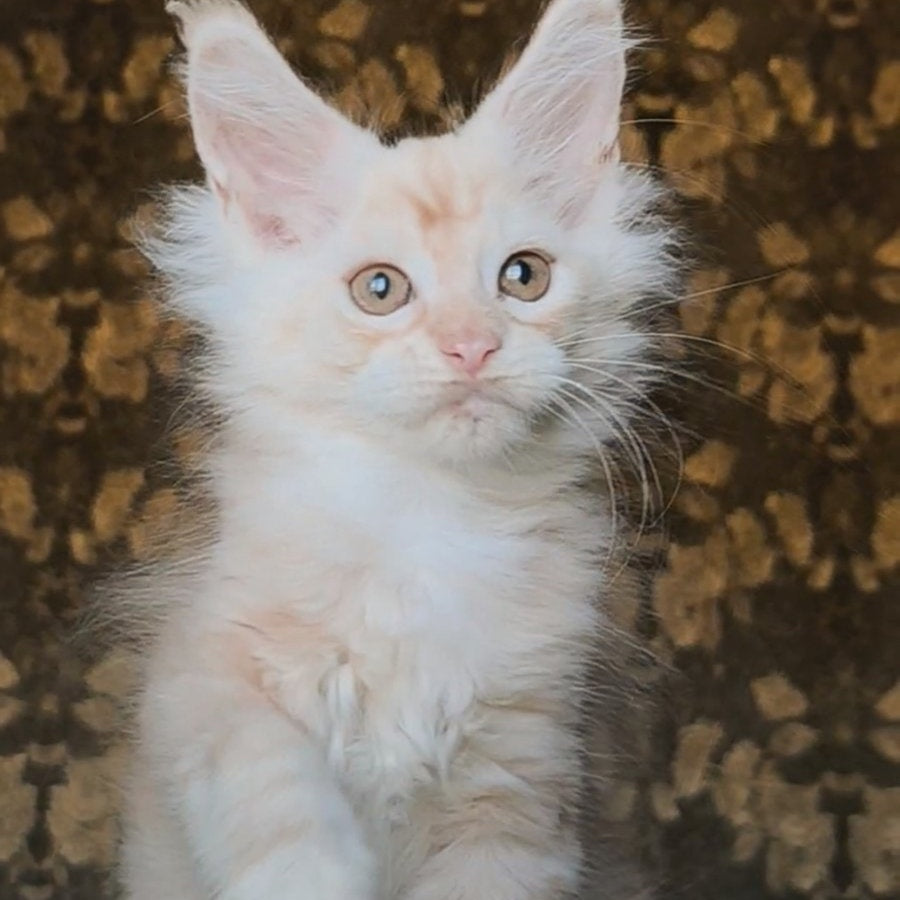 Ilyusha Maine Coon male, cream silver tabby