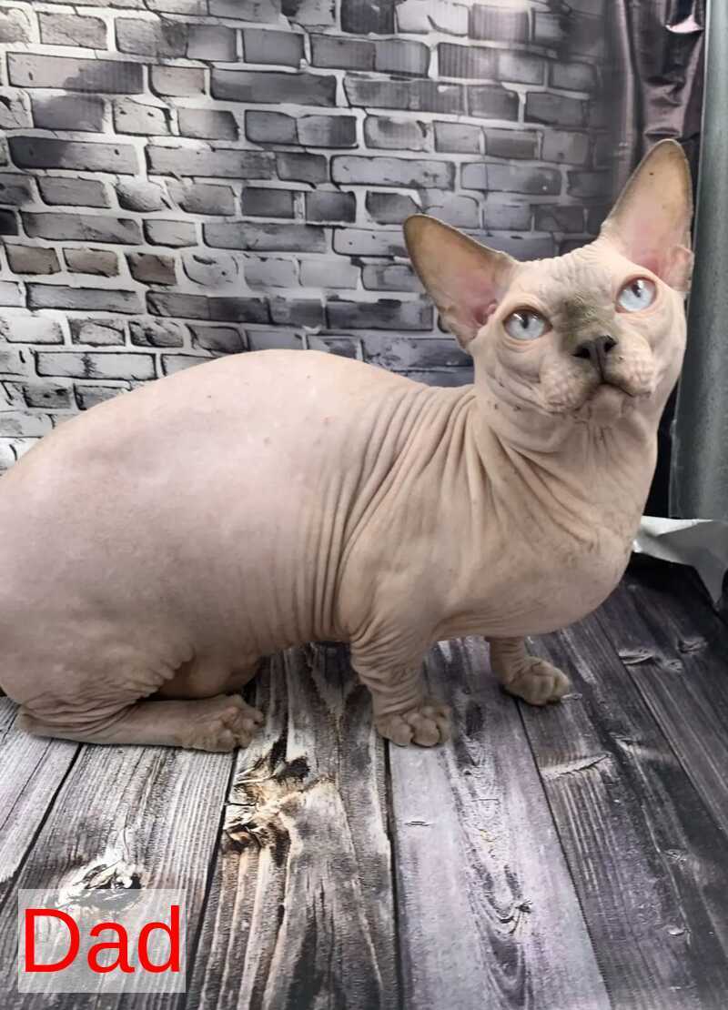 Polina Bambino female black - live animals
