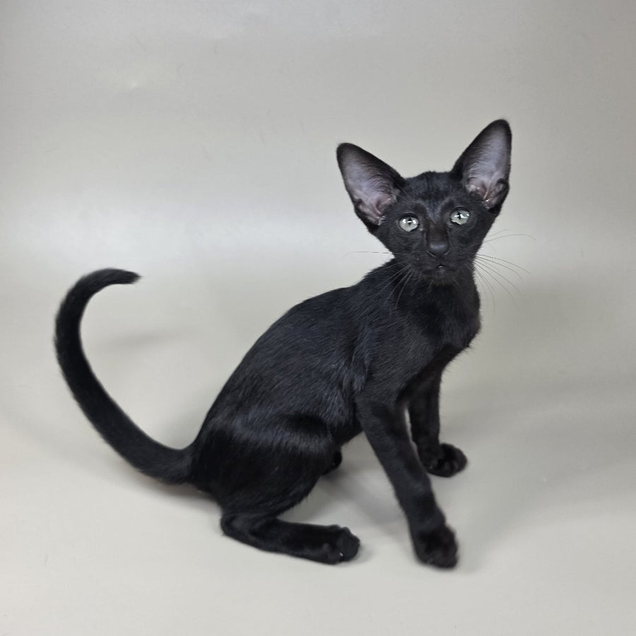 Xolotl Oriental Shorthair male, black