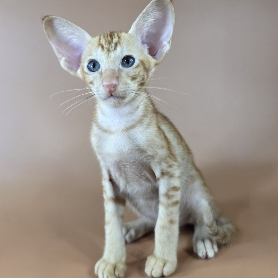 Jafar Oriental Shorthair male, red