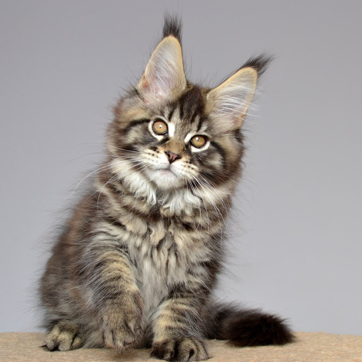 Juliet Maine Coon female, black spotted tabby