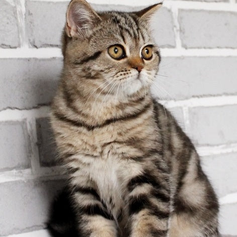 Yanessa British Shorthair female, black tabby