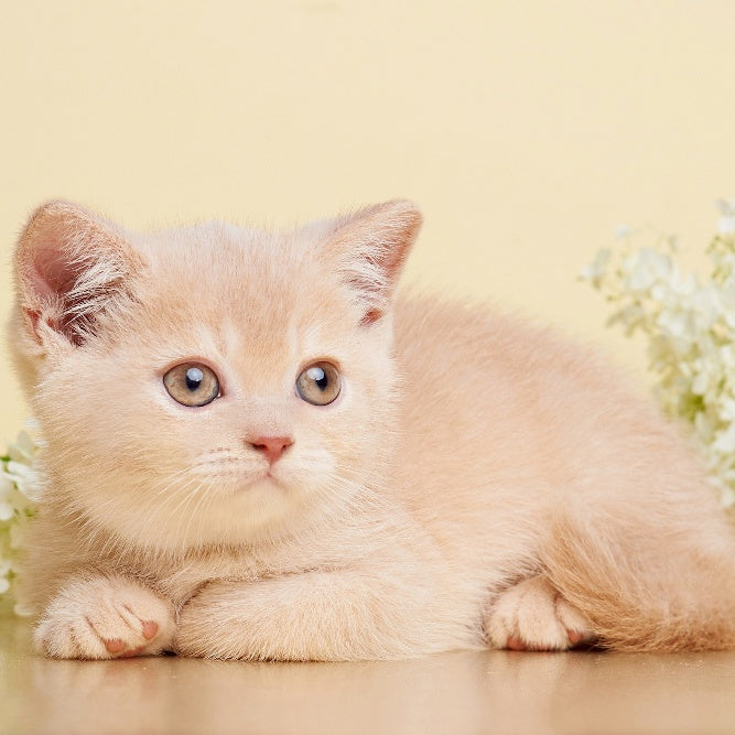 Plush British Shorthair male, cream