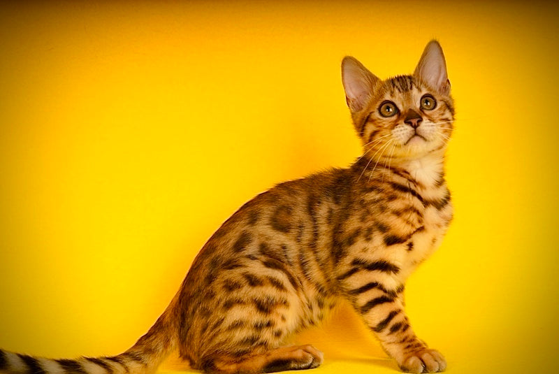Jaguar Bengal male, black spotted tabby