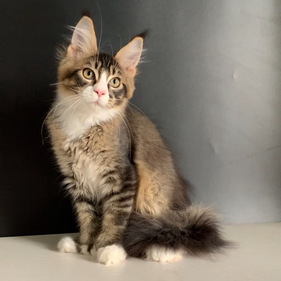 Onyx Maine Coon polydactyl 6x6x6x6 male, black ticked tabby with white
