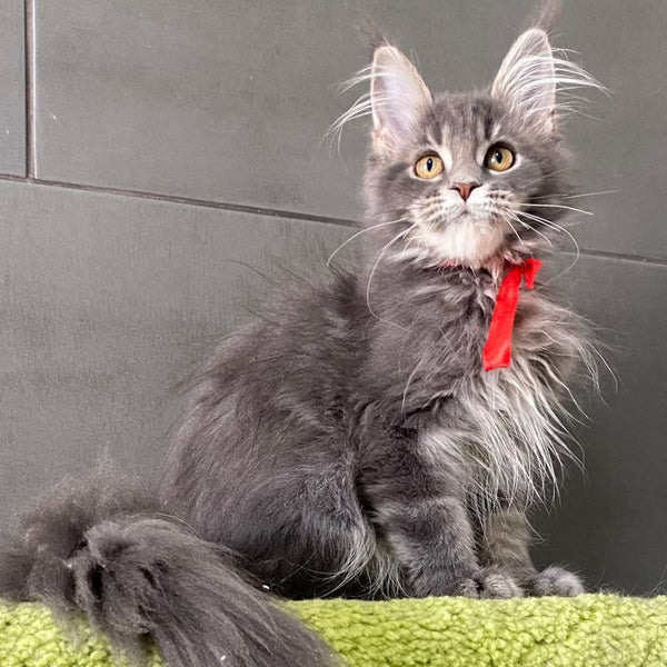 Vendy Maine Coon female, blue tabby