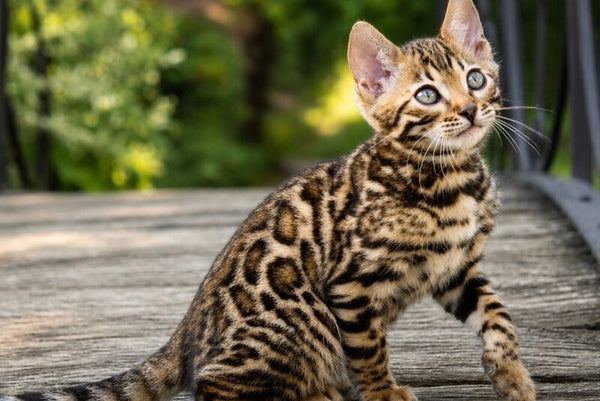 Ariella Bengal female black spotted tabby - live animals