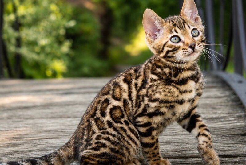 Ariella Bengal female, black spotted tabby